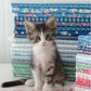Cat Named Stitch Jelly Roll by Camille Roskelley for Moda
